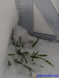 рожь под снегом