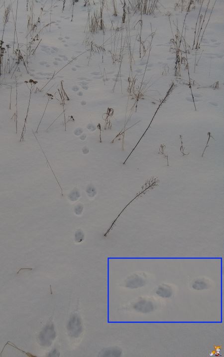 Не заячьи следы как пишется. Направление движения зайца по следам на снегу. Заячьи следы на снегу направление движения. Направление следа зайца. Следы зайца на снегу направление движения.
