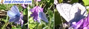фотографии бабочек