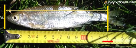 измерение длины рыбы